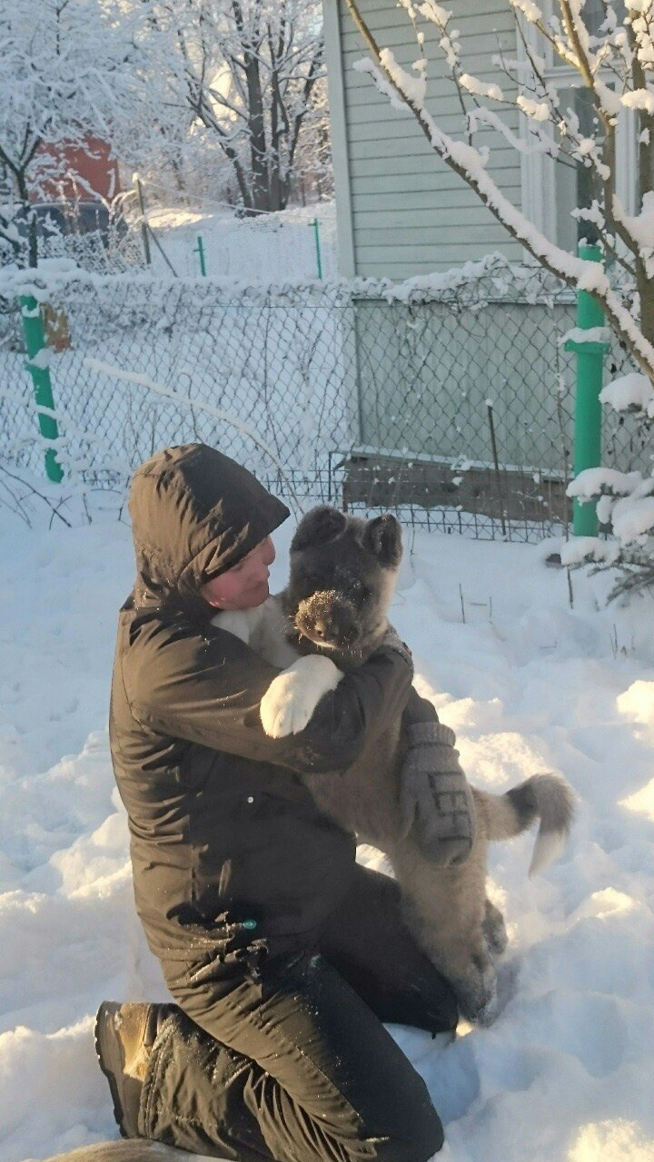 Американская акита питомник RUBYLIGHT. Американская акита I Сиба ину I Питомник RUBYLIGHT