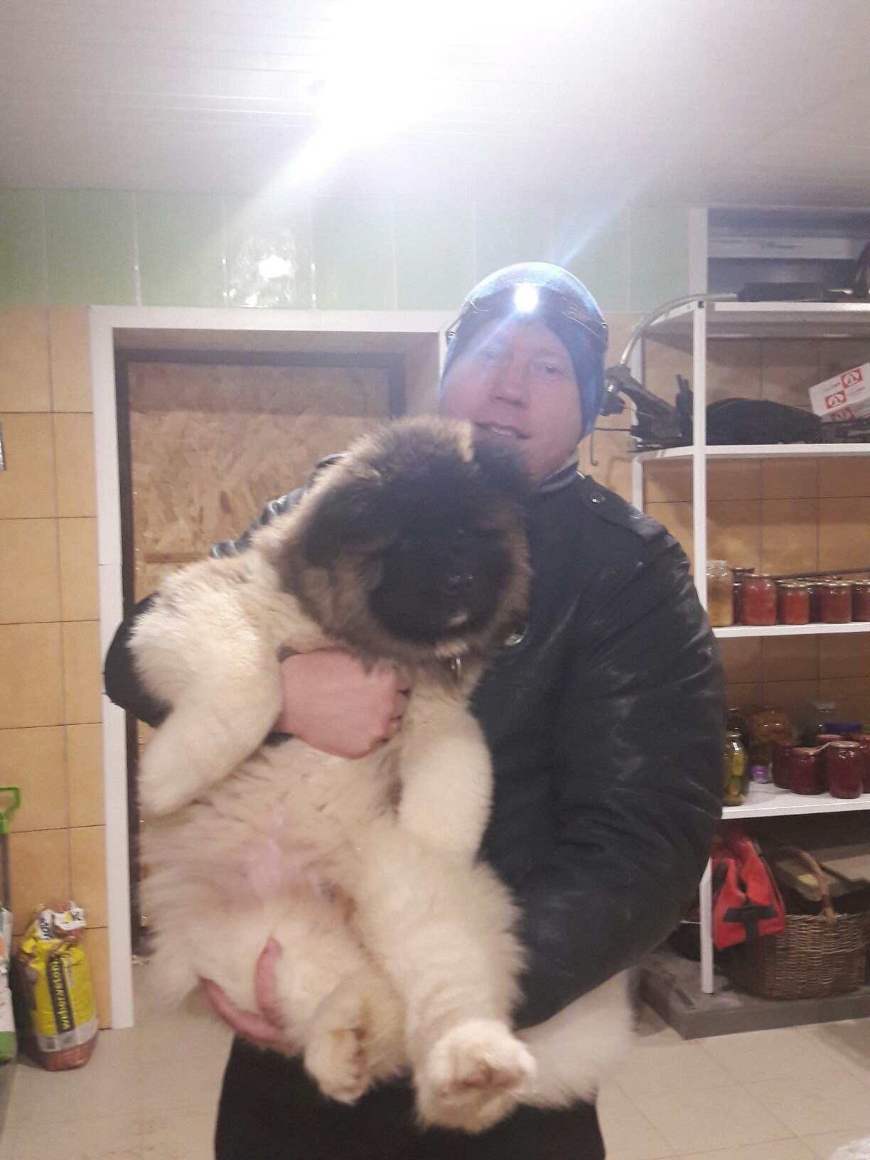 Американская акита питомник RUBYLIGHT. Американская акита I Сиба ину I Питомник RUBYLIGHT