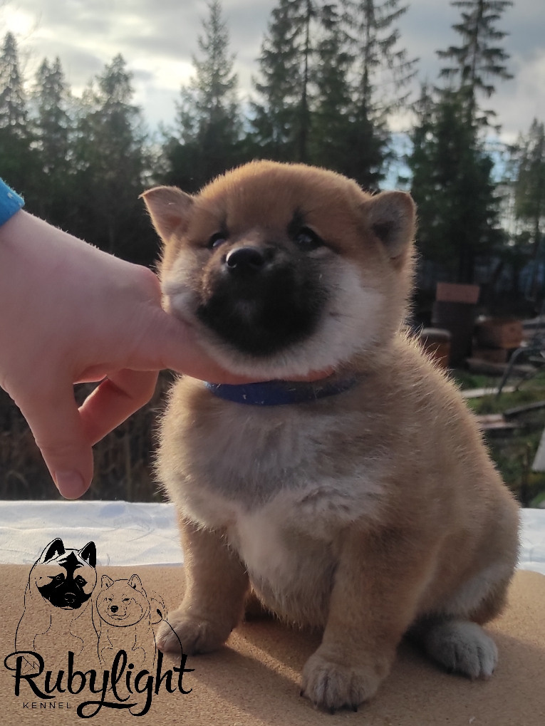 Rubylight Lucky, Отец: SHIOMARU EVER DREAM Мать: TRIUMF SIBIRI AKIKO CHIKAKO, Санкт-Петербург, RUBYLIGHT kennel