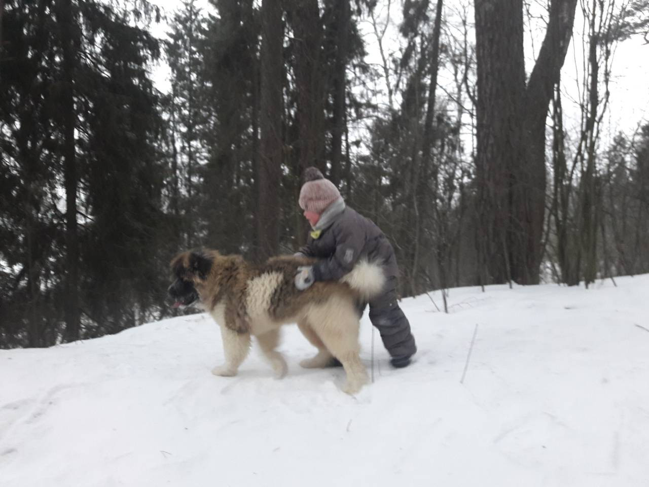 Американская акита питомник RUBYLIGHT. Американская акита I Сиба ину I Питомник RUBYLIGHT