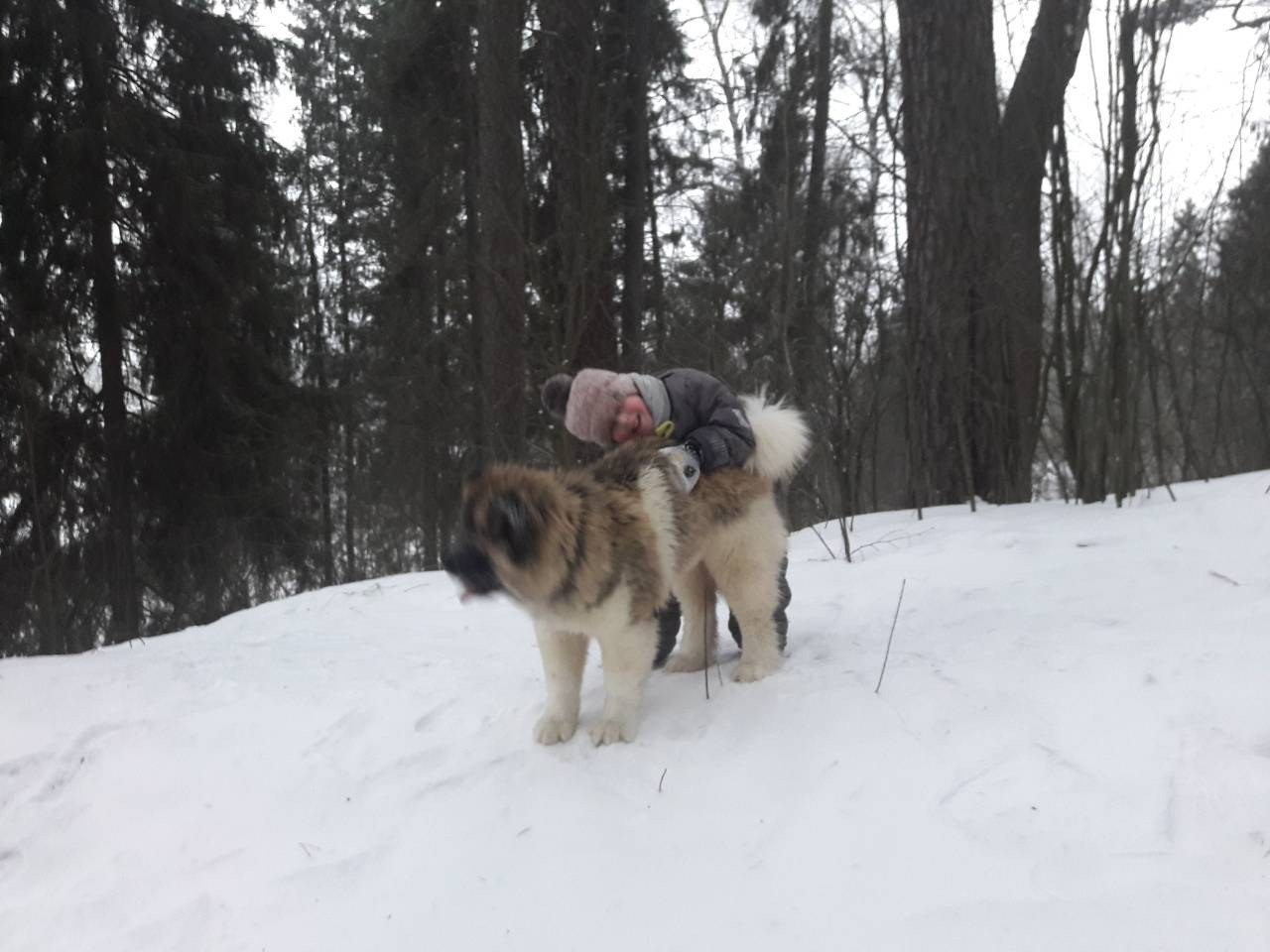 Американская акита питомник RUBYLIGHT. Американская акита I Сиба ину I Питомник RUBYLIGHT