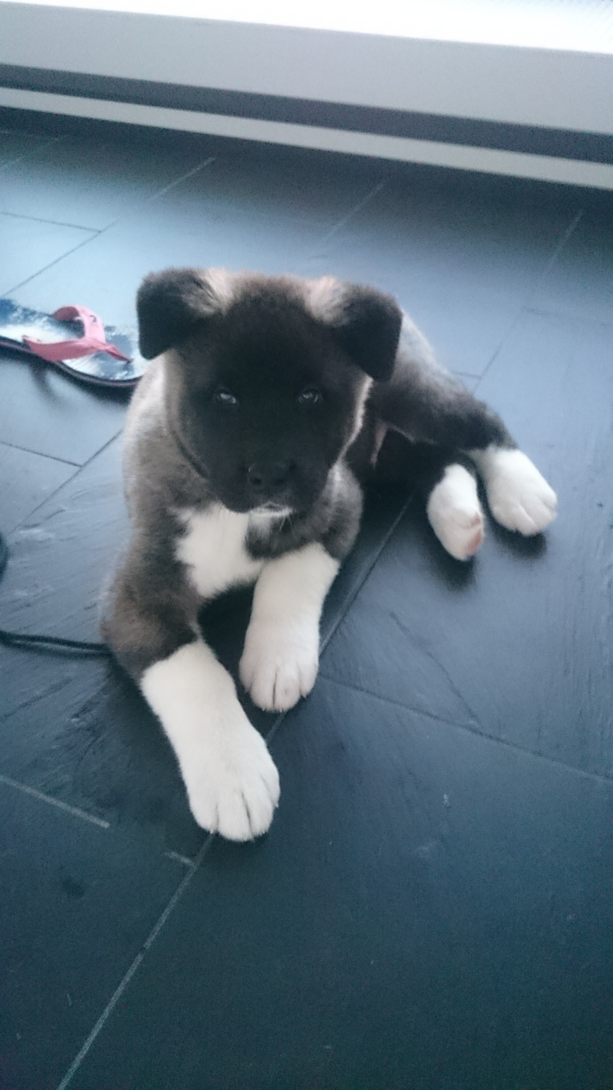 Американская акита питомник RUBYLIGHT. Американская акита I Сиба ину I Питомник RUBYLIGHT