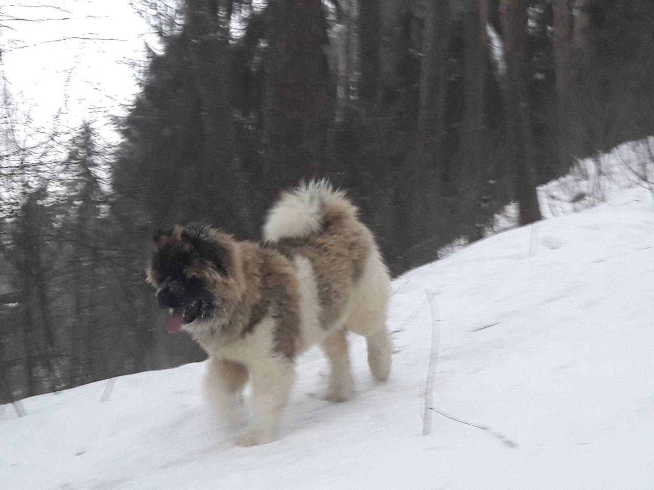 Американская акита питомник RUBYLIGHT. Американская акита I Сиба ину I Питомник RUBYLIGHT