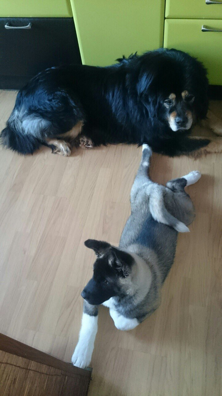 Американская акита питомник RUBYLIGHT. Американская акита I Сиба ину I Питомник RUBYLIGHT