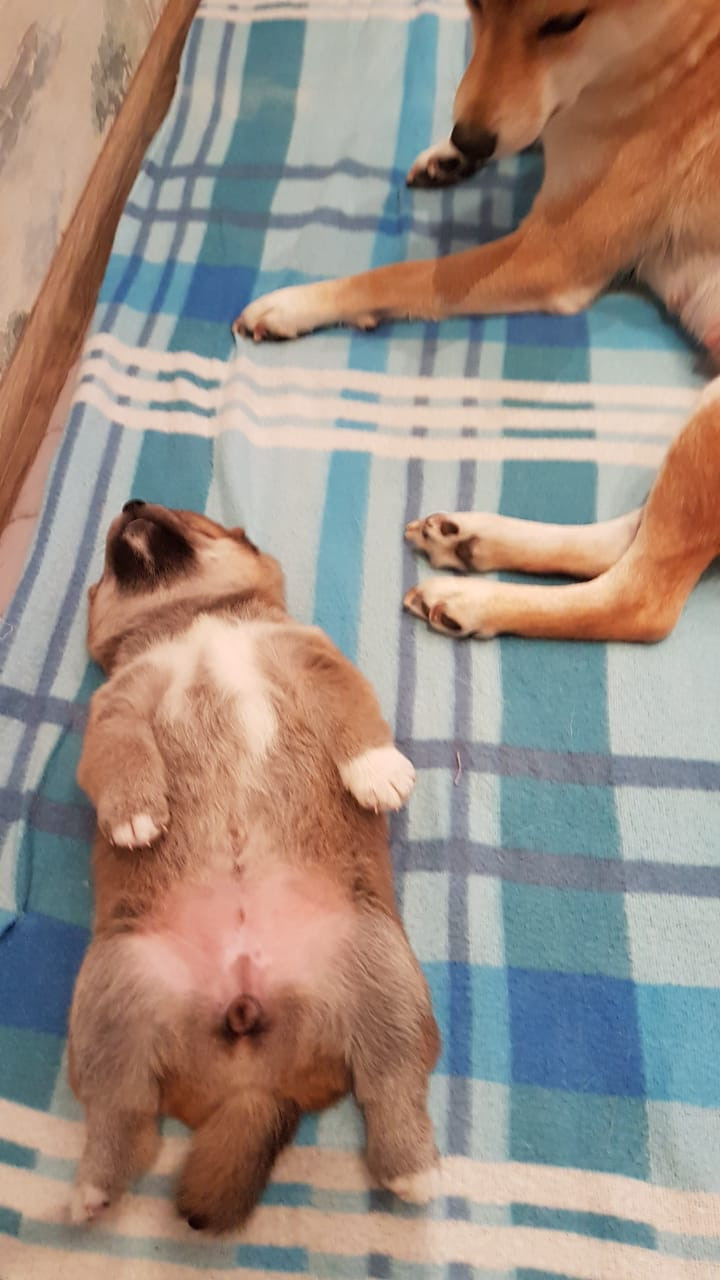 RUBYLIGHT NIKOLE, Отец: SHIOMARU EVER DREAM Мать: TRIUMF SIBIRI AKIKO CHIKAKO, Санкт-Петербург, RUBYLIGHT kennel