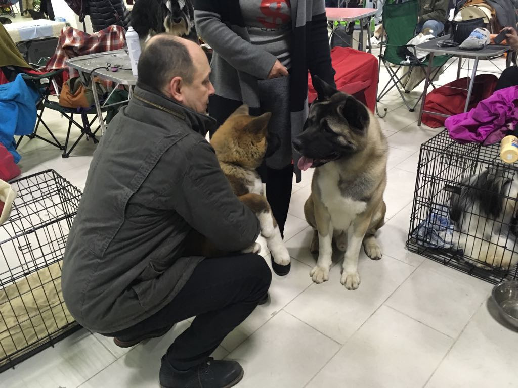 Американская акита питомник RUBYLIGHT. Американская акита I Сиба ину I Питомник RUBYLIGHT