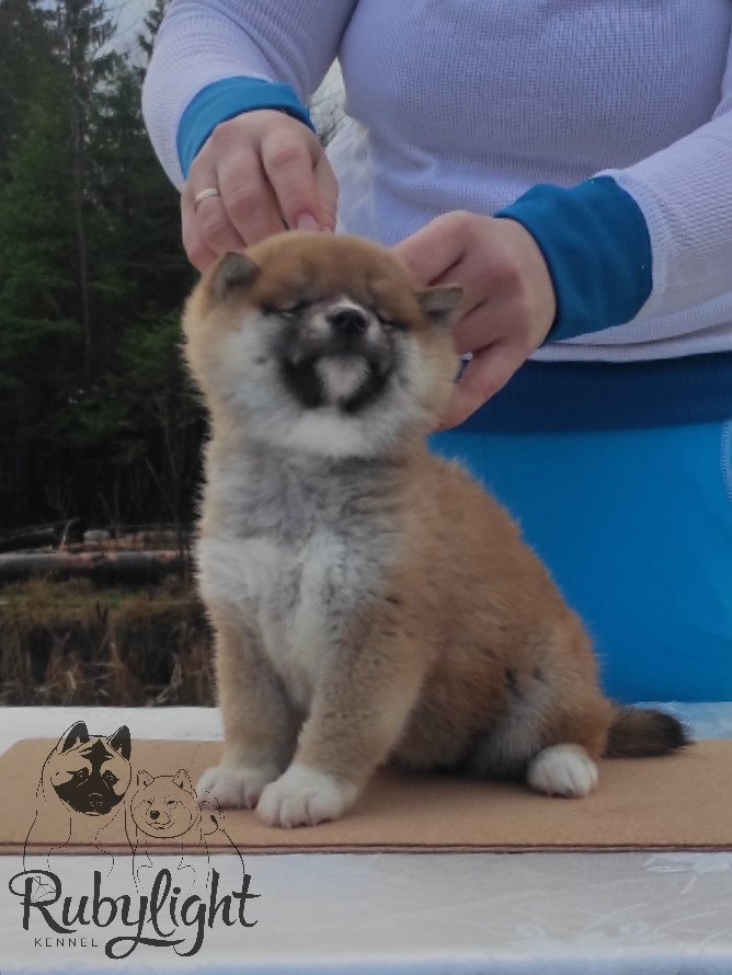 Щенки сиба-ину, шиба, Отец: SHIOMARU EVER DREAM Мать: TRIUMF SIBIRI AKIKO CHIKAKO, Санкт-Петербург, RUBYLIGHT kennel
