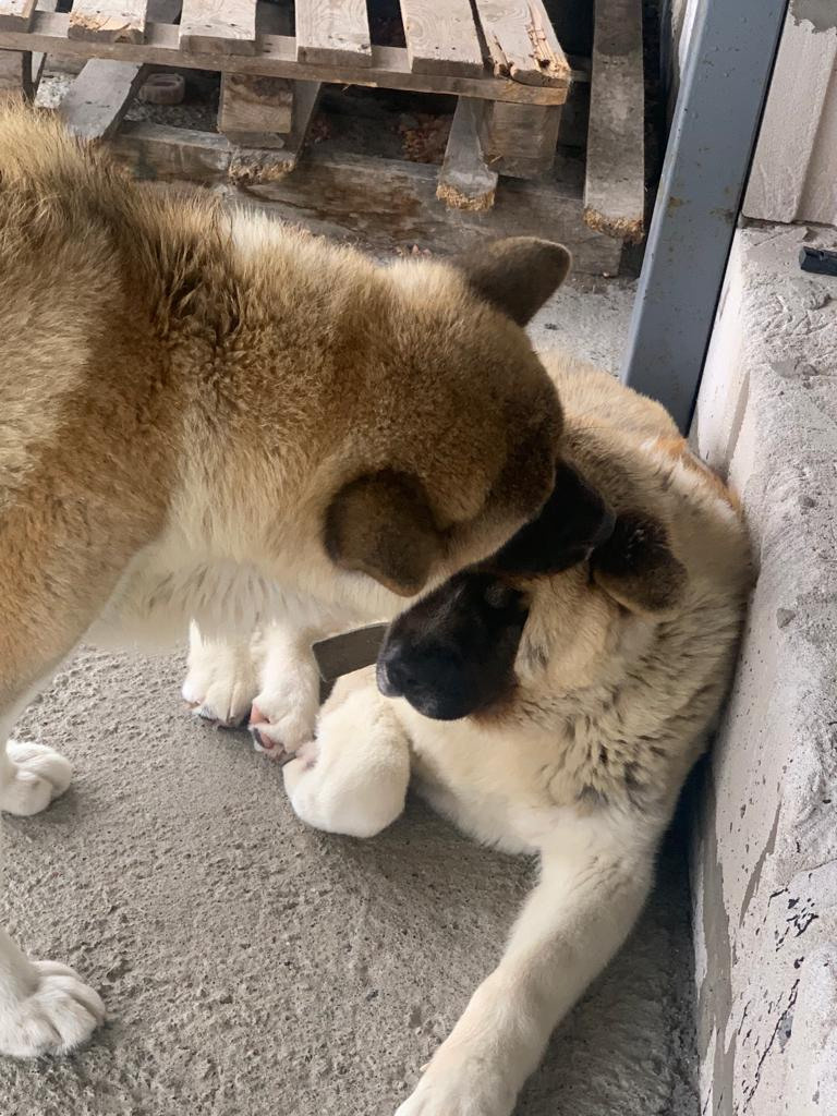 RUBYLIGHT GRACE  & RUBYLIGHT GLORIA. AMERICAN AKITA RUBYLIGHT KENNEL I SHIBA-INU