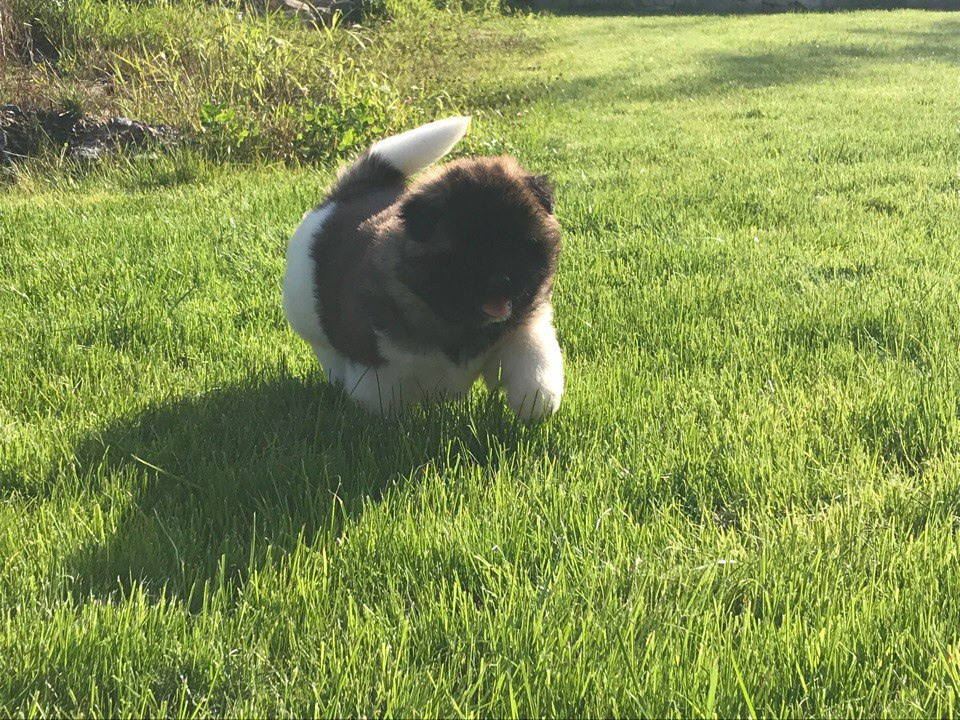 Американская акита питомник RUBYLIGHT. Американская акита I Сиба ину I Питомник RUBYLIGHT