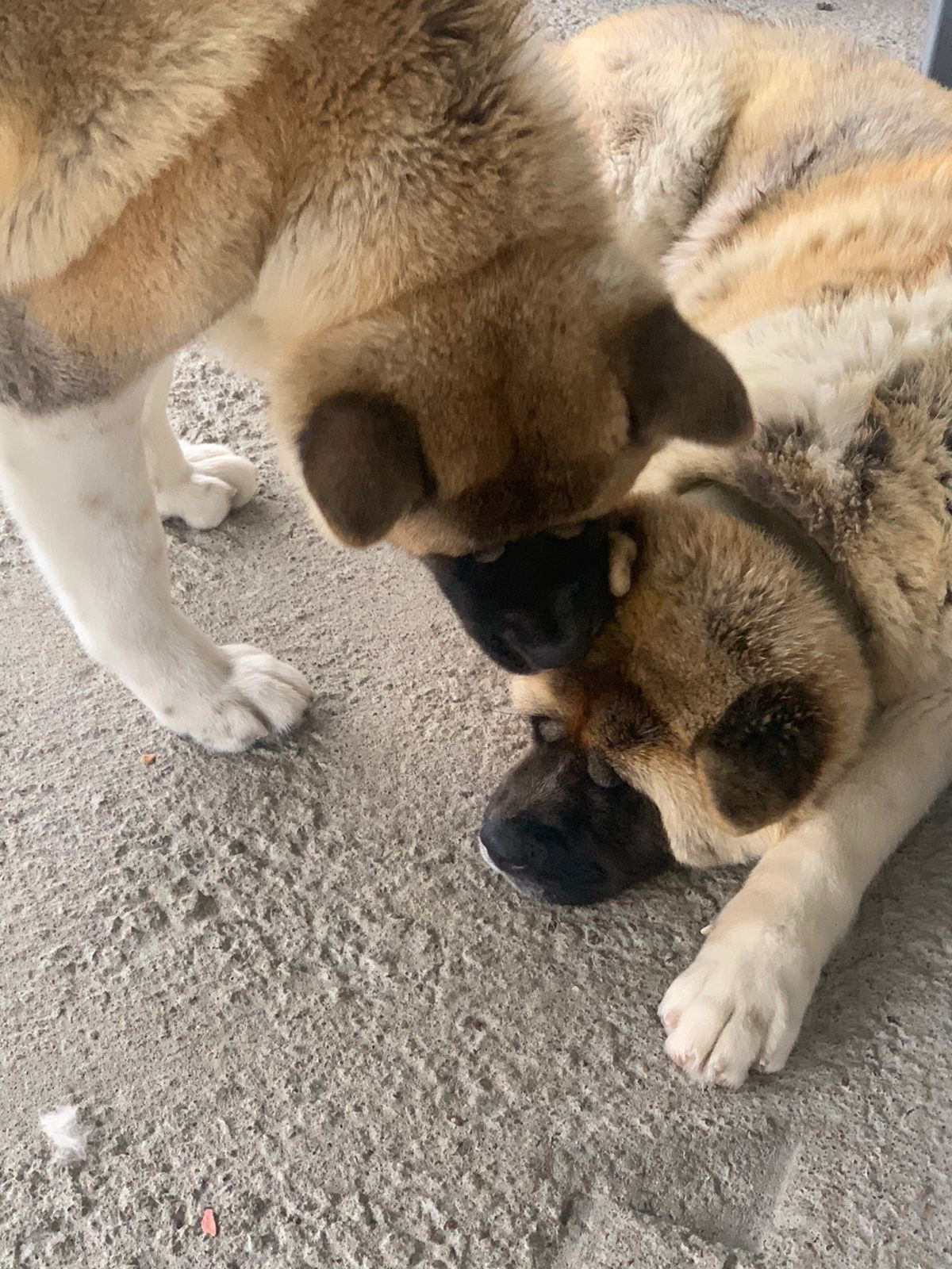 RUBYLIGHT GRACE  & RUBYLIGHT GLORIA. AMERICAN AKITA RUBYLIGHT KENNEL I SHIBA-INU