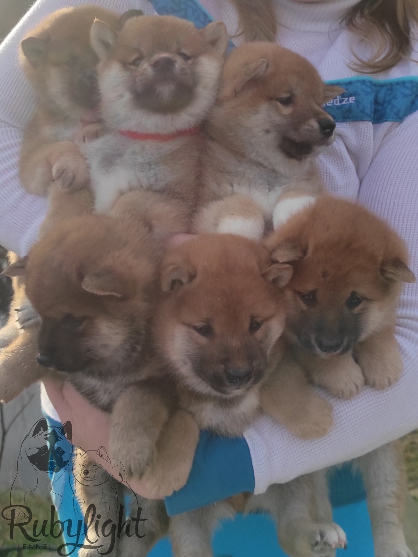 Щенки сиба-ину, шиба, Отец: SHIOMARU EVER DREAM Мать: TRIUMF SIBIRI AKIKO CHIKAKO, Санкт-Петербург, RUBYLIGHT kennel