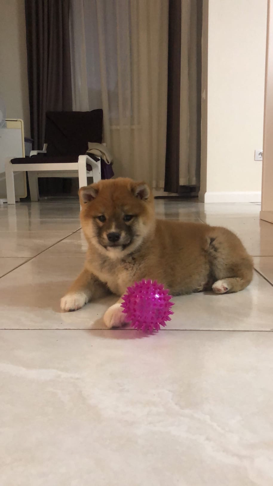 Сиба питомник RUBYLIGHT. Американская акита I Сиба ину I Питомник RUBYLIGHT