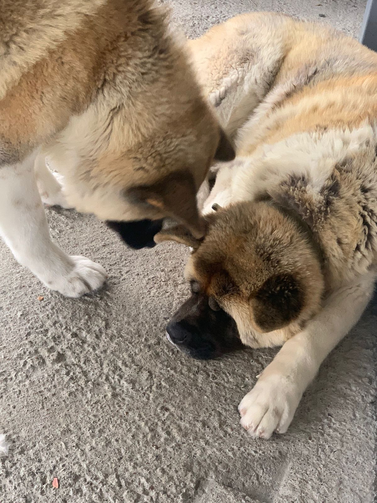 RUBYLIGHT GRACE  & RUBYLIGHT GLORIA. AMERICAN AKITA RUBYLIGHT KENNEL I SHIBA-INU