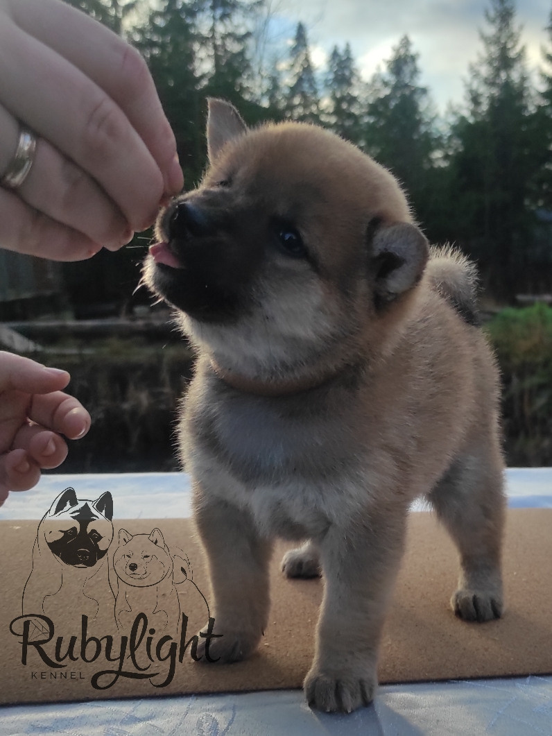 Щенки сиба-ину, шиба, Отец: SHIOMARU EVER DREAM Мать: TRIUMF SIBIRI AKIKO CHIKAKO, Санкт-Петербург, RUBYLIGHT kennel