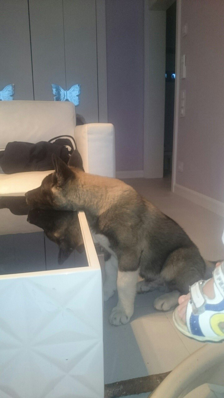 Американская акита питомник RUBYLIGHT. Американская акита I Сиба ину I Питомник RUBYLIGHT