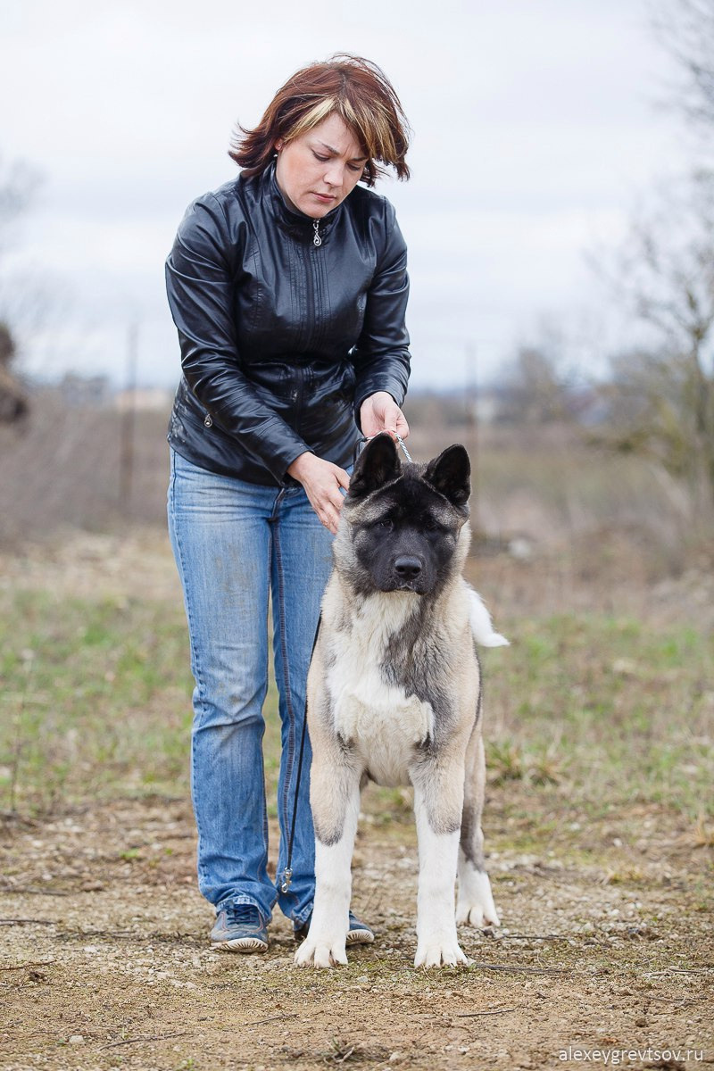 Американская акита питомник RUBYLIGHT. Американская акита I Сиба ину I Питомник RUBYLIGHT