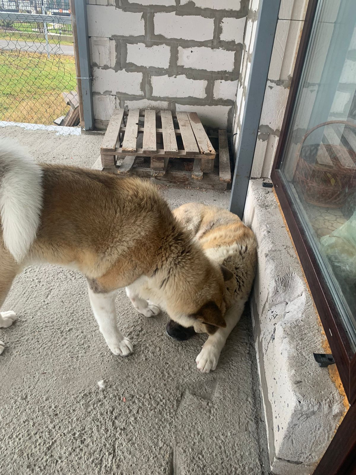 RUBYLIGHT GRACE  & RUBYLIGHT GLORIA. AMERICAN AKITA RUBYLIGHT KENNEL I SHIBA-INU