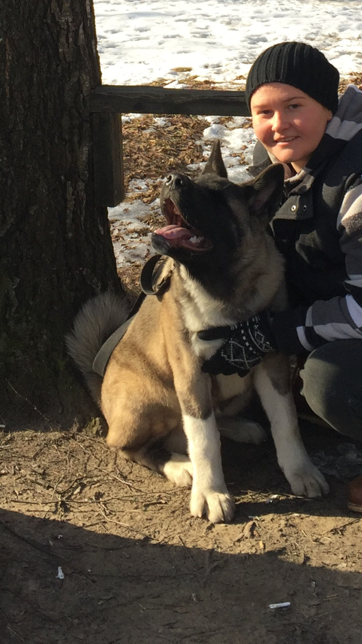 Американская акита питомник RUBYLIGHT. Американская акита I Сиба ину I Питомник RUBYLIGHT