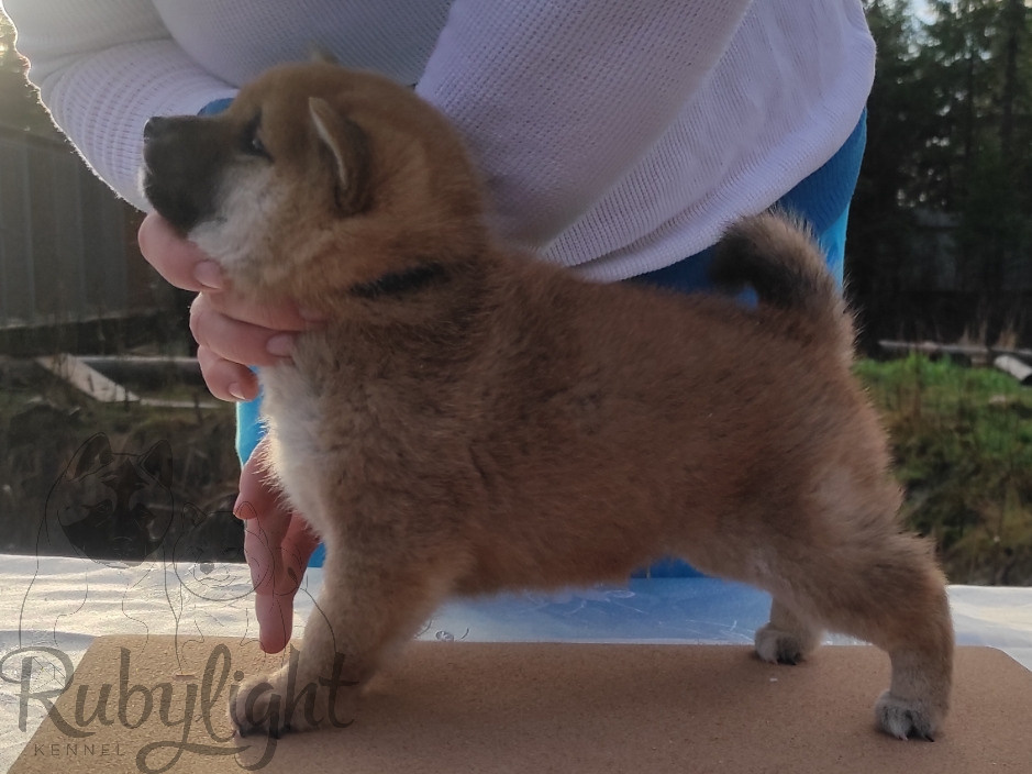 Rubylight Lucky, Отец: SHIOMARU EVER DREAM Мать: TRIUMF SIBIRI AKIKO CHIKAKO, Санкт-Петербург, RUBYLIGHT kennel