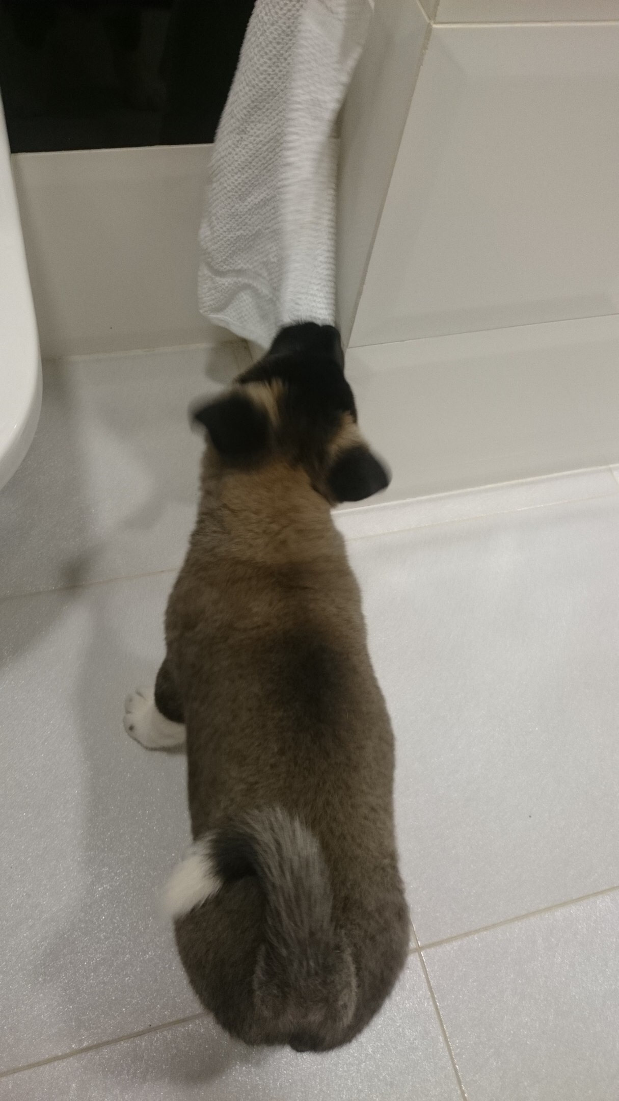 Американская акита питомник RUBYLIGHT. Американская акита I Сиба ину I Питомник RUBYLIGHT