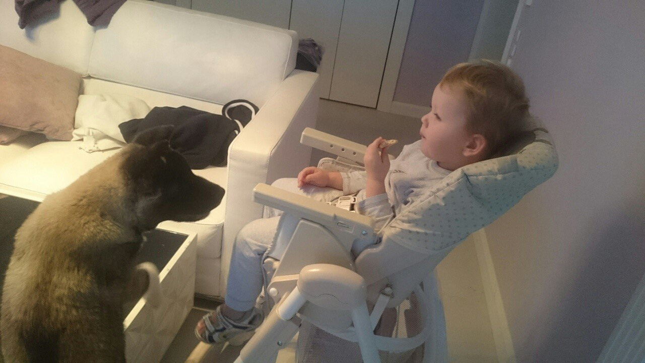 Американская акита питомник RUBYLIGHT. Американская акита I Сиба ину I Питомник RUBYLIGHT