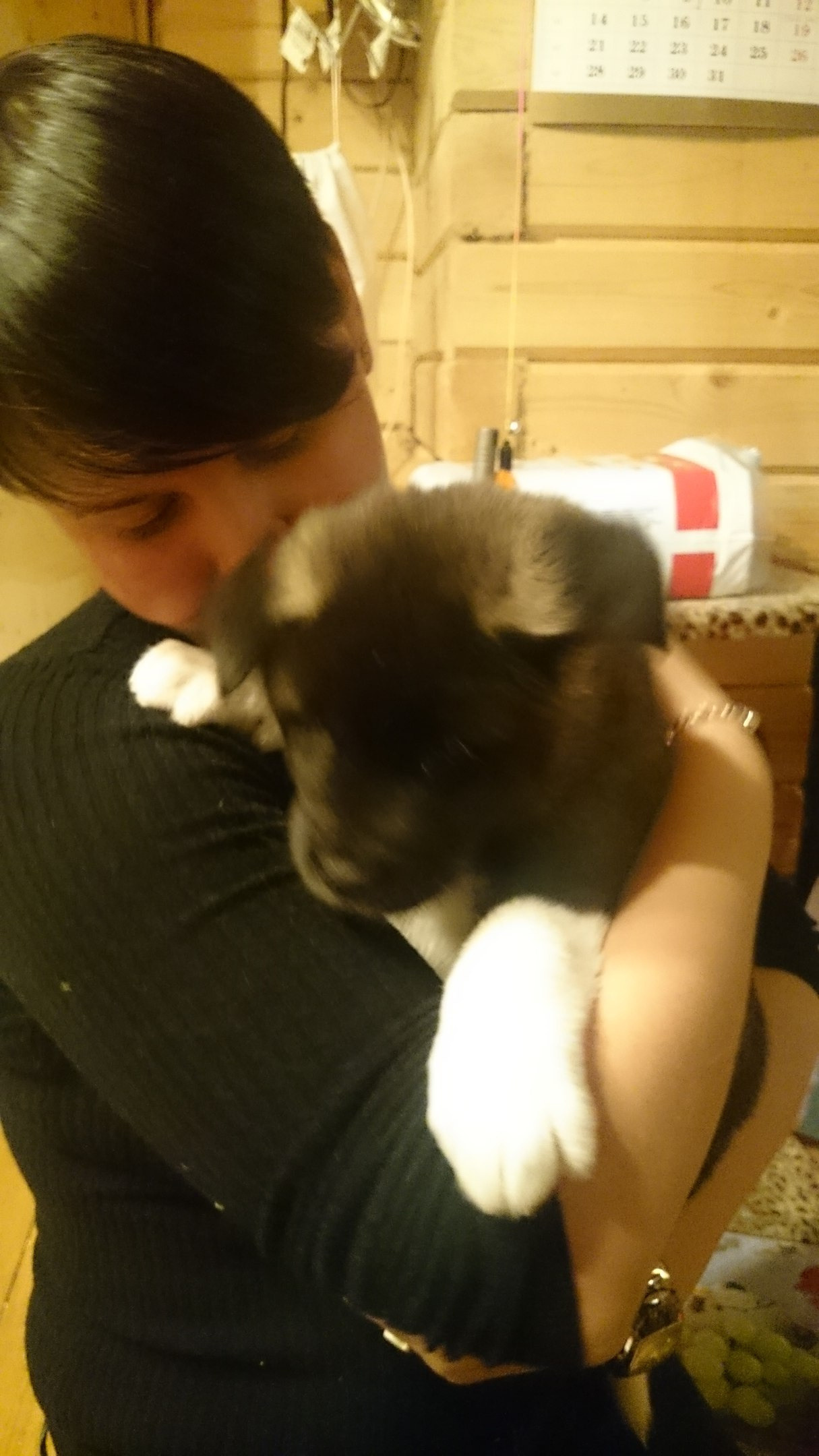 Американская акита питомник RUBYLIGHT. Американская акита I Сиба ину I Питомник RUBYLIGHT