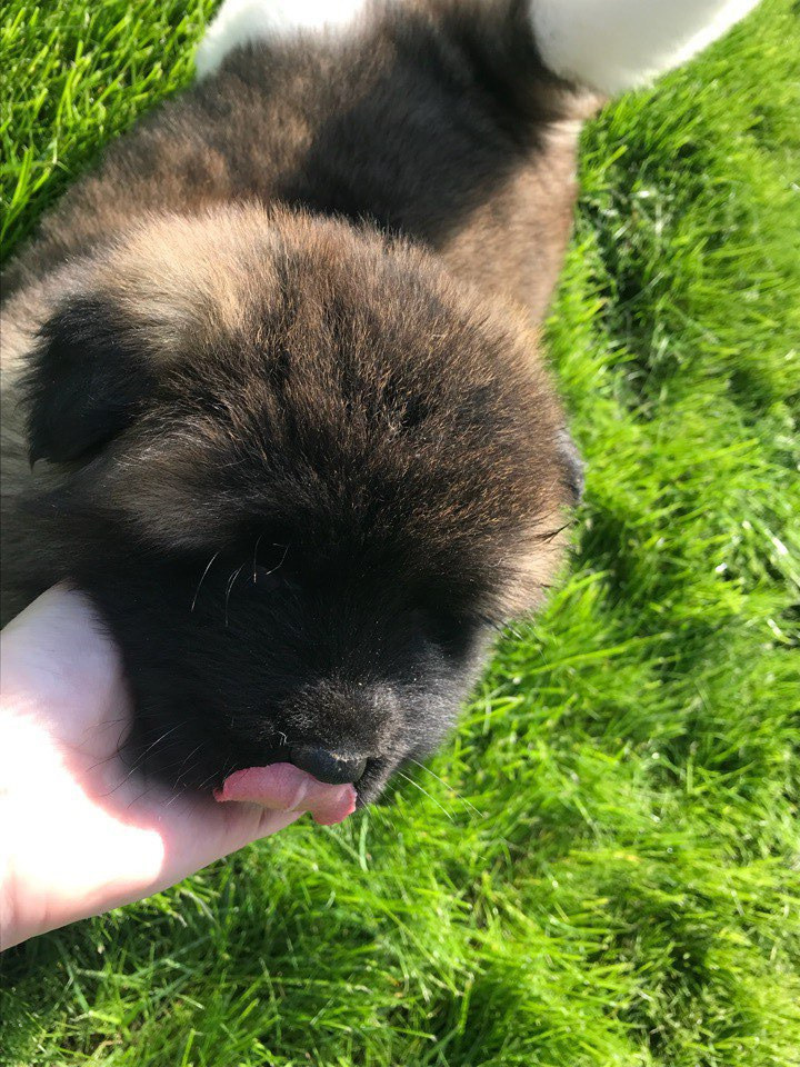 Американская акита питомник RUBYLIGHT. Американская акита I Сиба ину I Питомник RUBYLIGHT