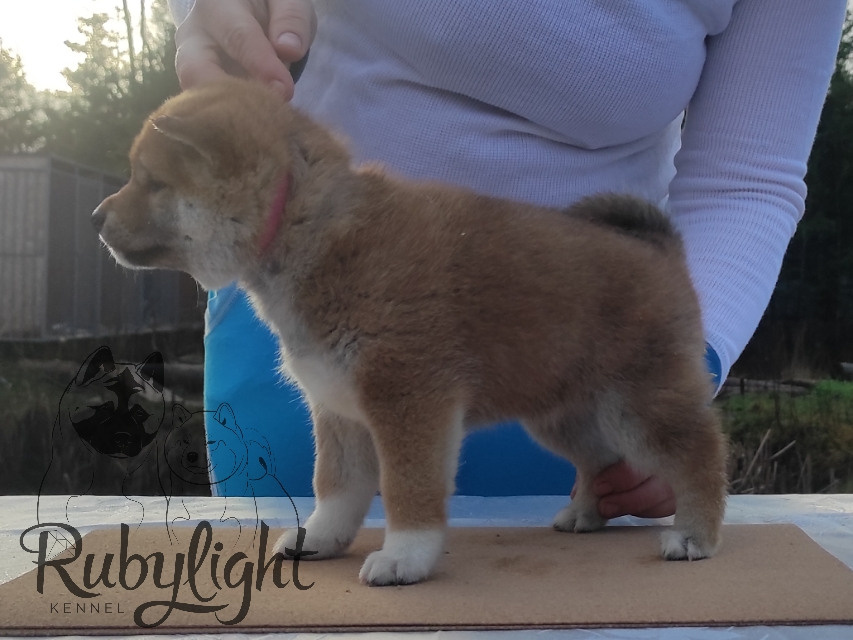 Щенки сиба-ину, шиба, Отец: SHIOMARU EVER DREAM Мать: TRIUMF SIBIRI AKIKO CHIKAKO, Санкт-Петербург, RUBYLIGHT kennel