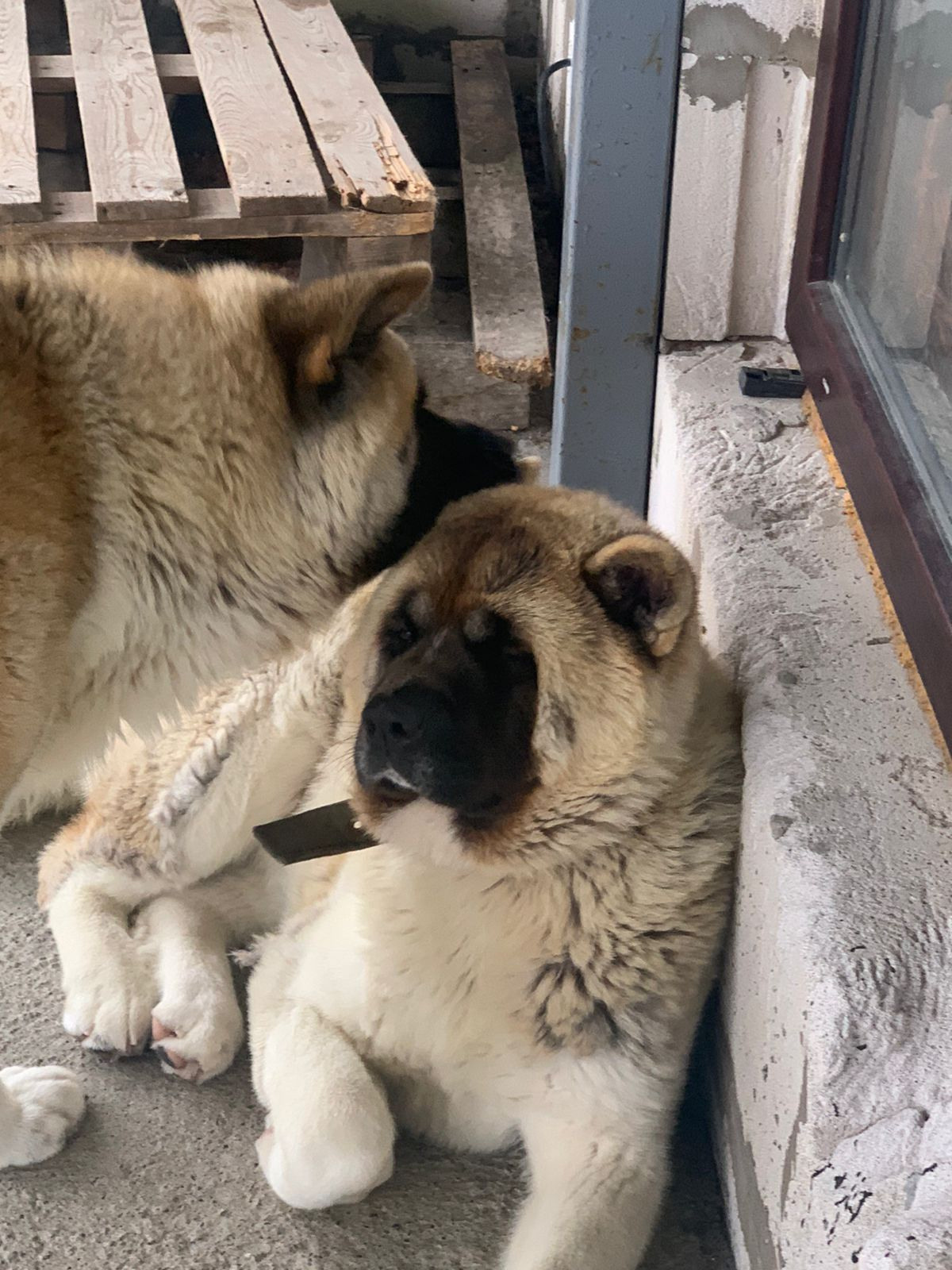 RUBYLIGHT GRACE  & RUBYLIGHT GLORIA. AMERICAN AKITA RUBYLIGHT KENNEL I SHIBA-INU