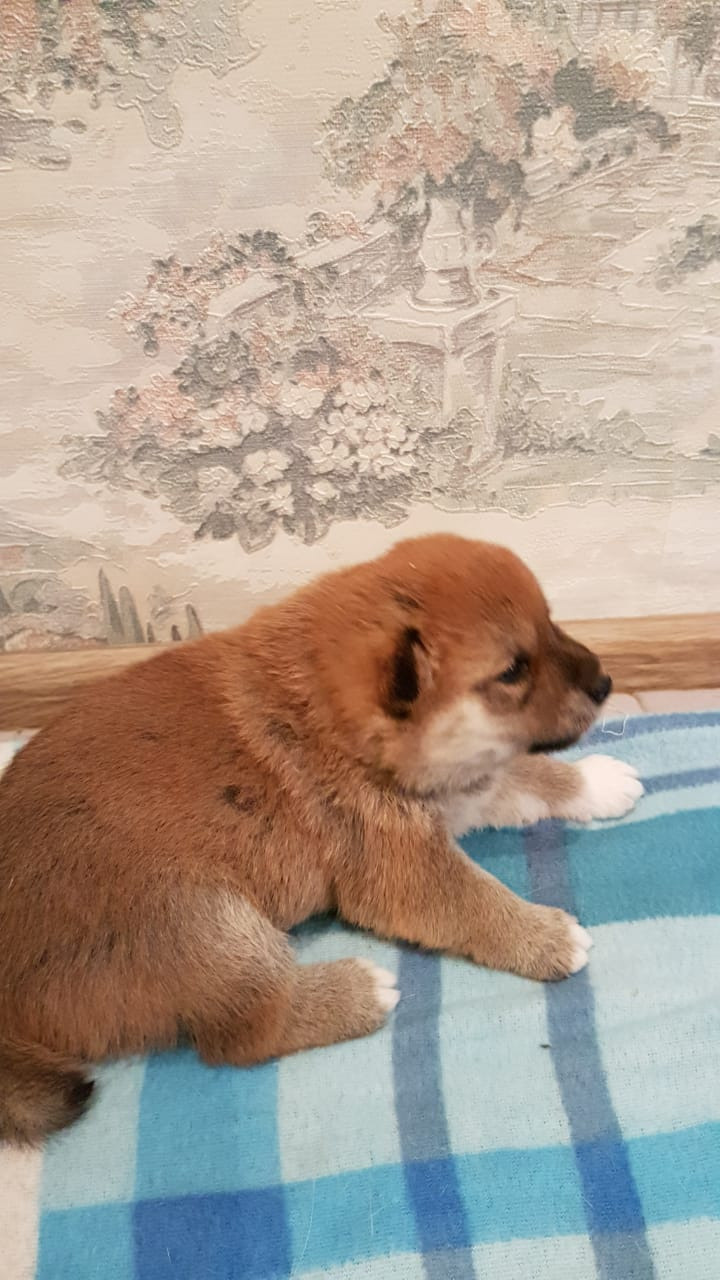 RUBYLIGHT NIKOLE, Отец: SHIOMARU EVER DREAM Мать: TRIUMF SIBIRI AKIKO CHIKAKO, Санкт-Петербург, RUBYLIGHT kennel