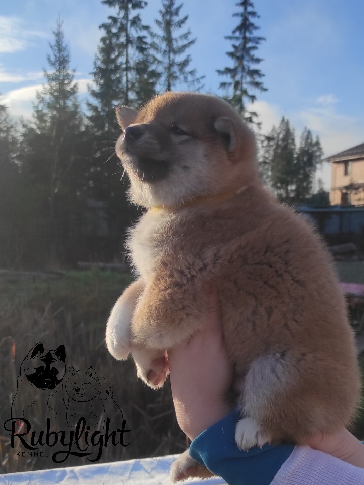 Щенки сиба-ину, шиба, Отец: SHIOMARU EVER DREAM Мать: TRIUMF SIBIRI AKIKO CHIKAKO, Санкт-Петербург, RUBYLIGHT kennel