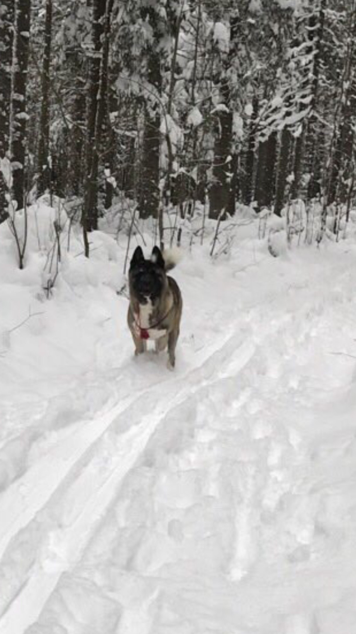 Американская акита питомник RUBYLIGHT. Американская акита I Сиба ину I Питомник RUBYLIGHT
