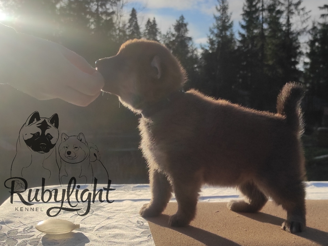 Щенки сиба-ину, шиба, Отец: SHIOMARU EVER DREAM Мать: TRIUMF SIBIRI AKIKO CHIKAKO, Санкт-Петербург, RUBYLIGHT kennel