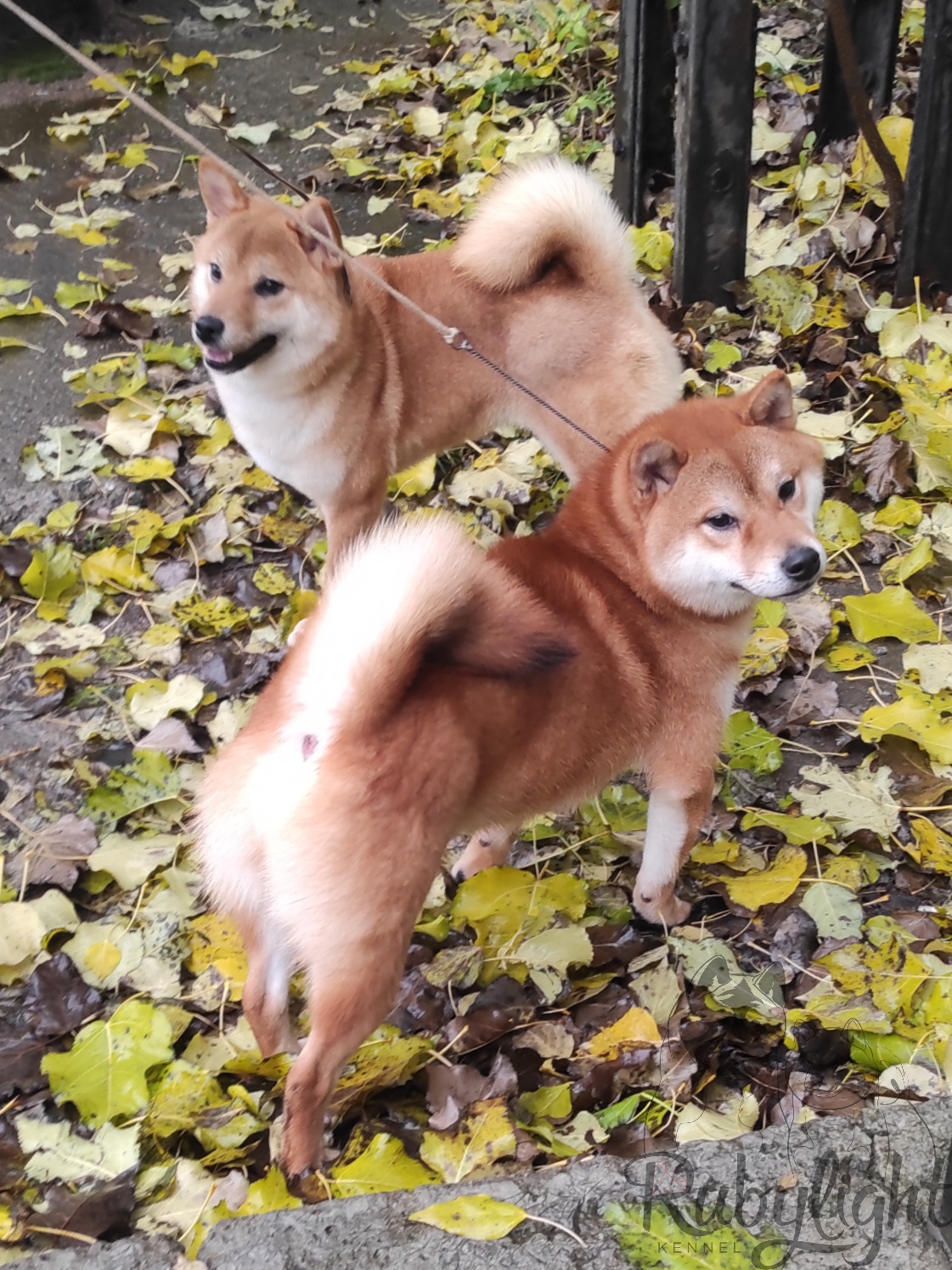 Питомник Рубилайт Сиба Эми* Exceligmos Zaffiro Verde