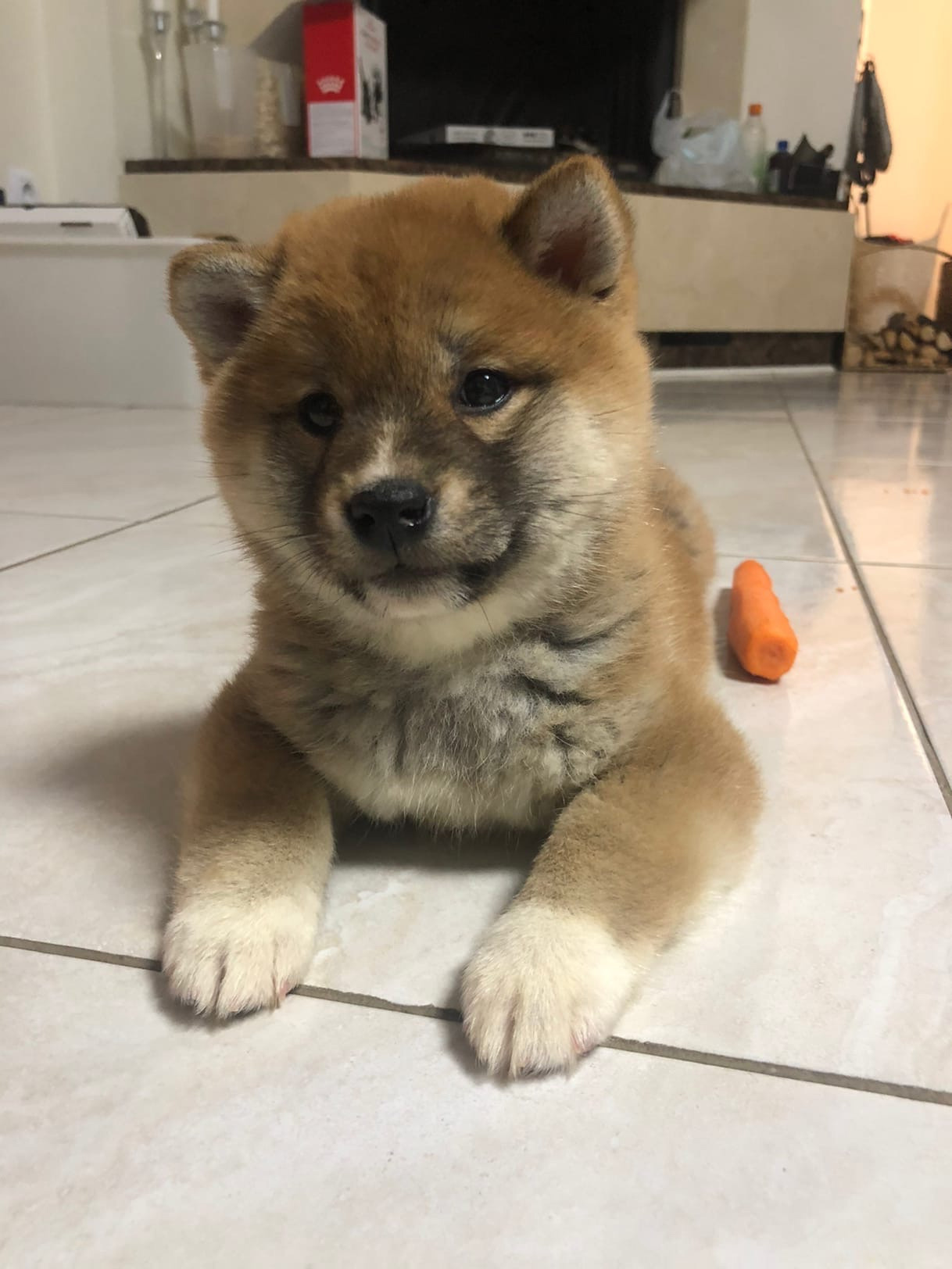 Сиба питомник RUBYLIGHT. Американская акита I Сиба ину I Питомник RUBYLIGHT