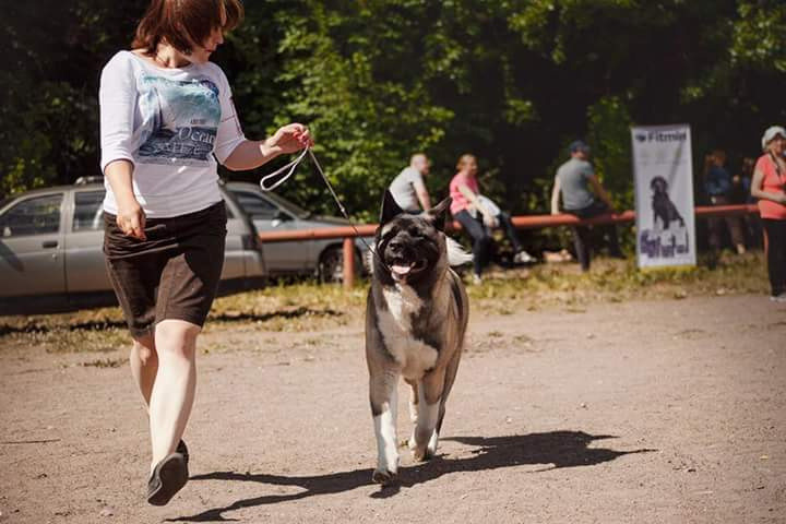 Американская акита питомник RUBYLIGHT. Американская акита I Сиба ину I Питомник RUBYLIGHT