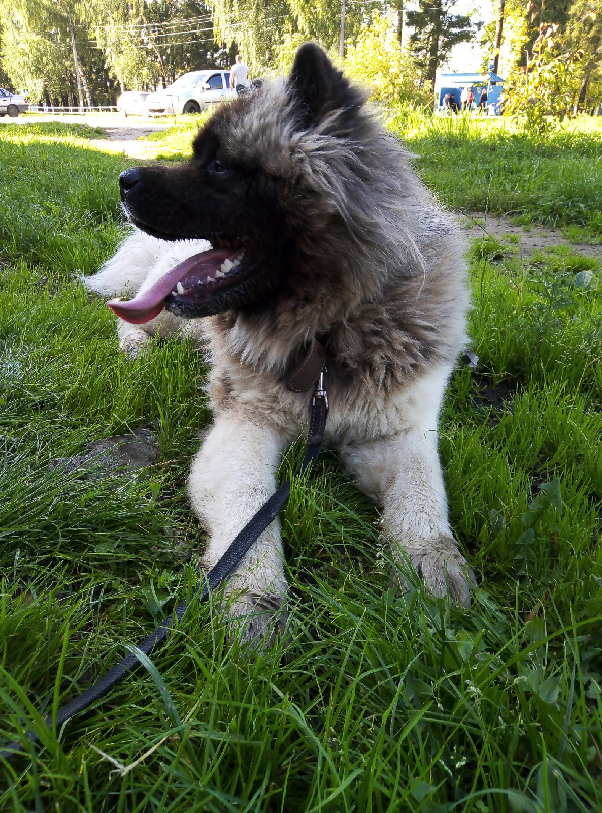 Американская акита питомник RUBYLIGHT. Американская акита I Сиба ину I Питомник RUBYLIGHT