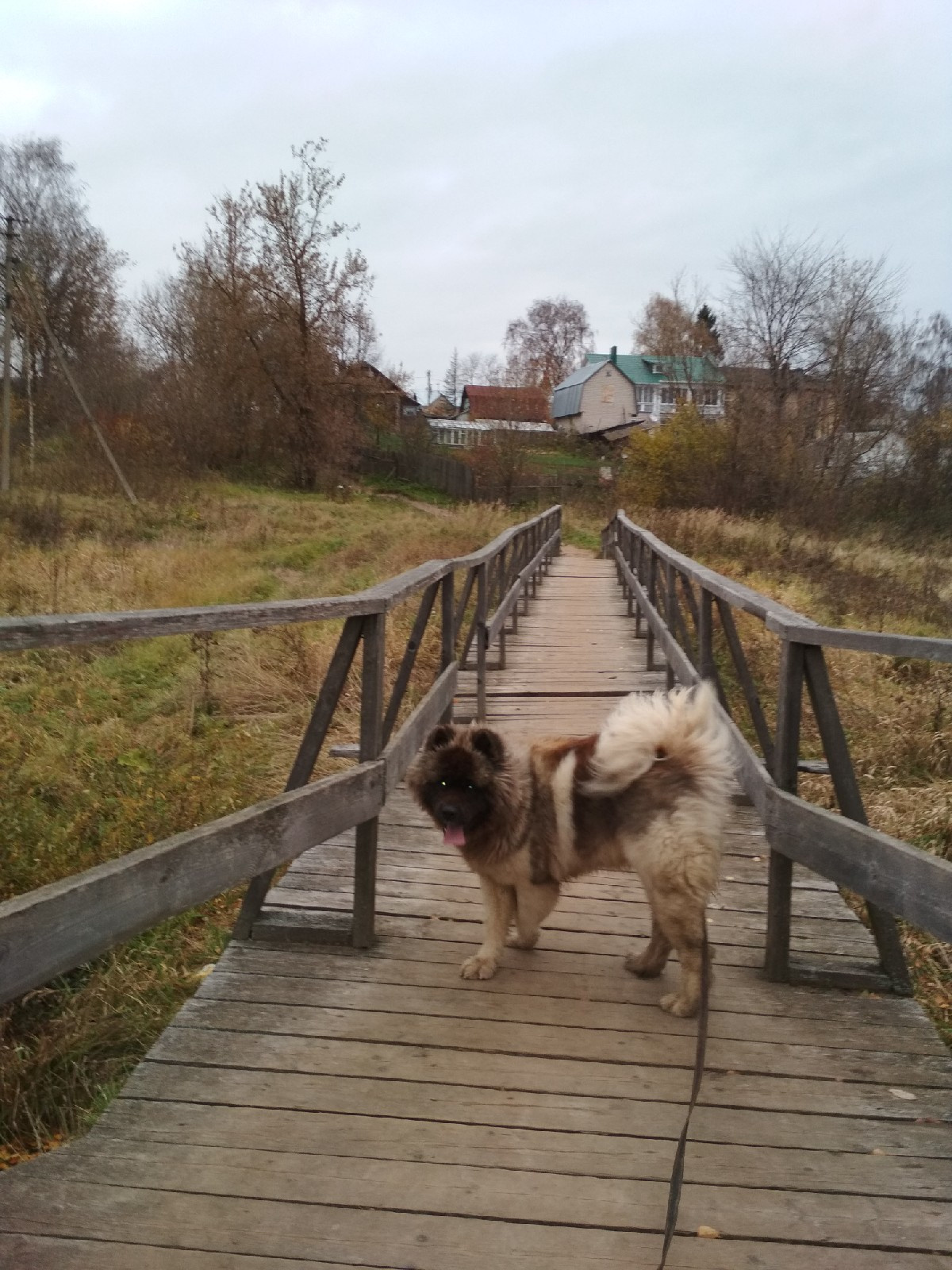 Американская акита питомник RUBYLIGHT. Американская акита I Сиба ину I Питомник RUBYLIGHT