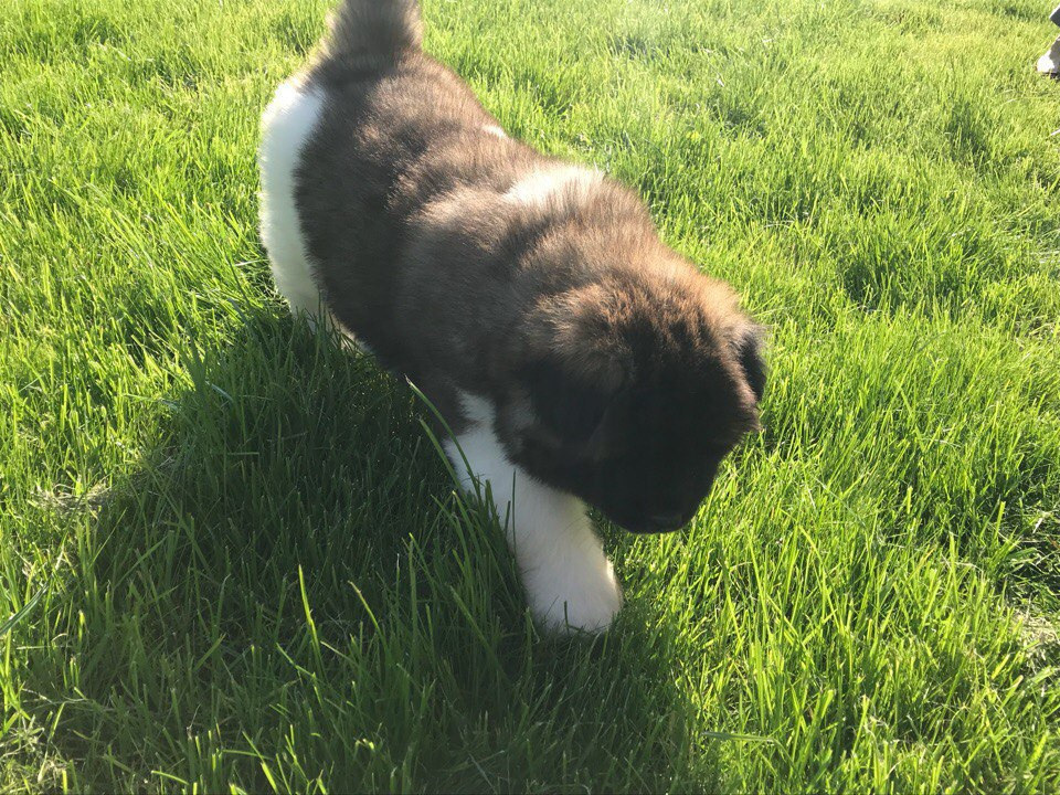 Американская акита питомник RUBYLIGHT. Американская акита I Сиба ину I Питомник RUBYLIGHT