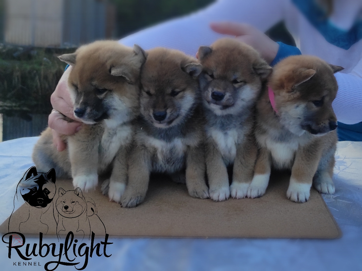 Щенки сиба-ину, шиба, Отец: SHIOMARU EVER DREAM Мать: TRIUMF SIBIRI AKIKO CHIKAKO, Санкт-Петербург, RUBYLIGHT kennel