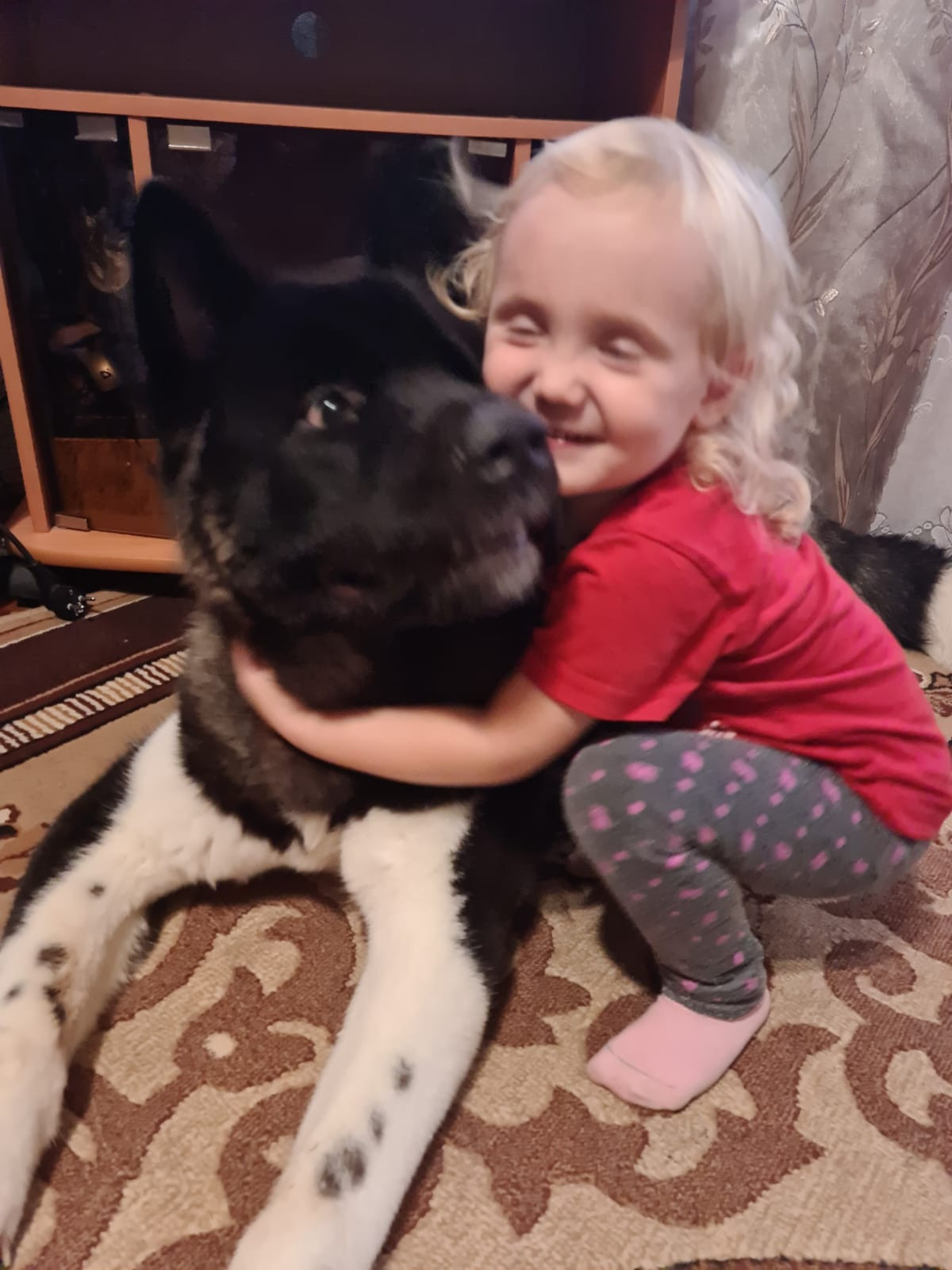 Rubylight Grom Американская акита питомник Рубилайт