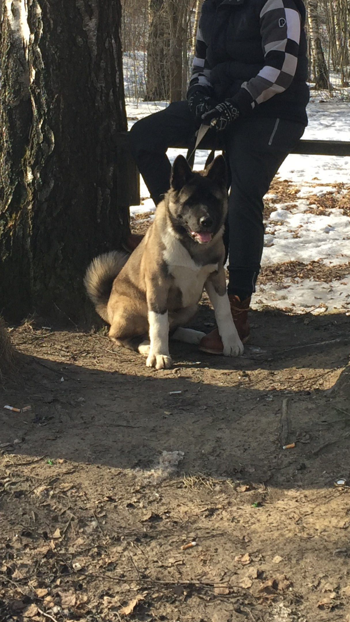 Американская акита питомник RUBYLIGHT. Американская акита I Сиба ину I Питомник RUBYLIGHT