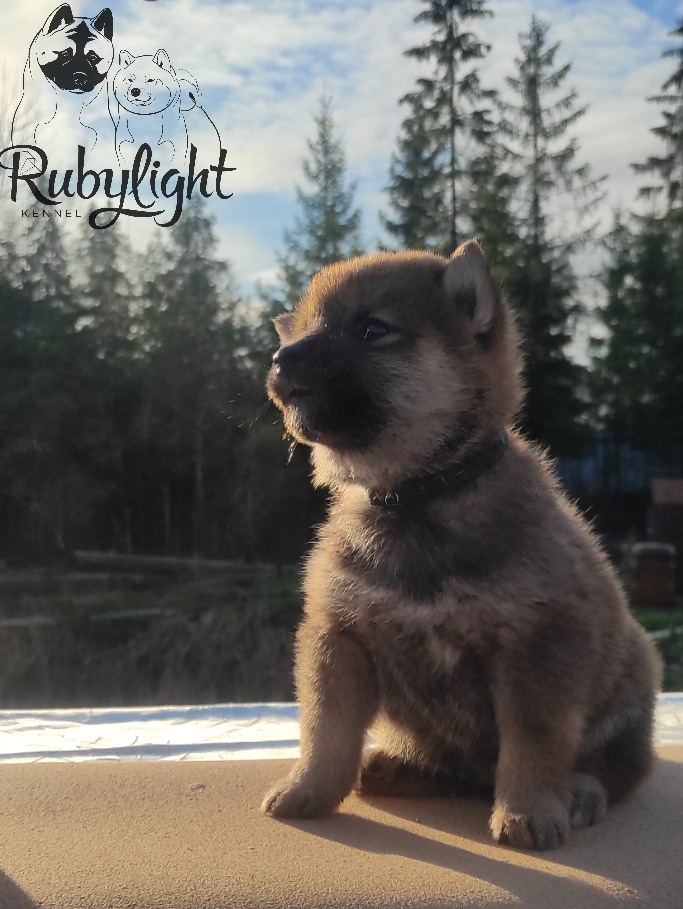 Щенки сиба-ину, шиба, Отец: SHIOMARU EVER DREAM Мать: TRIUMF SIBIRI AKIKO CHIKAKO, Санкт-Петербург, RUBYLIGHT kennel