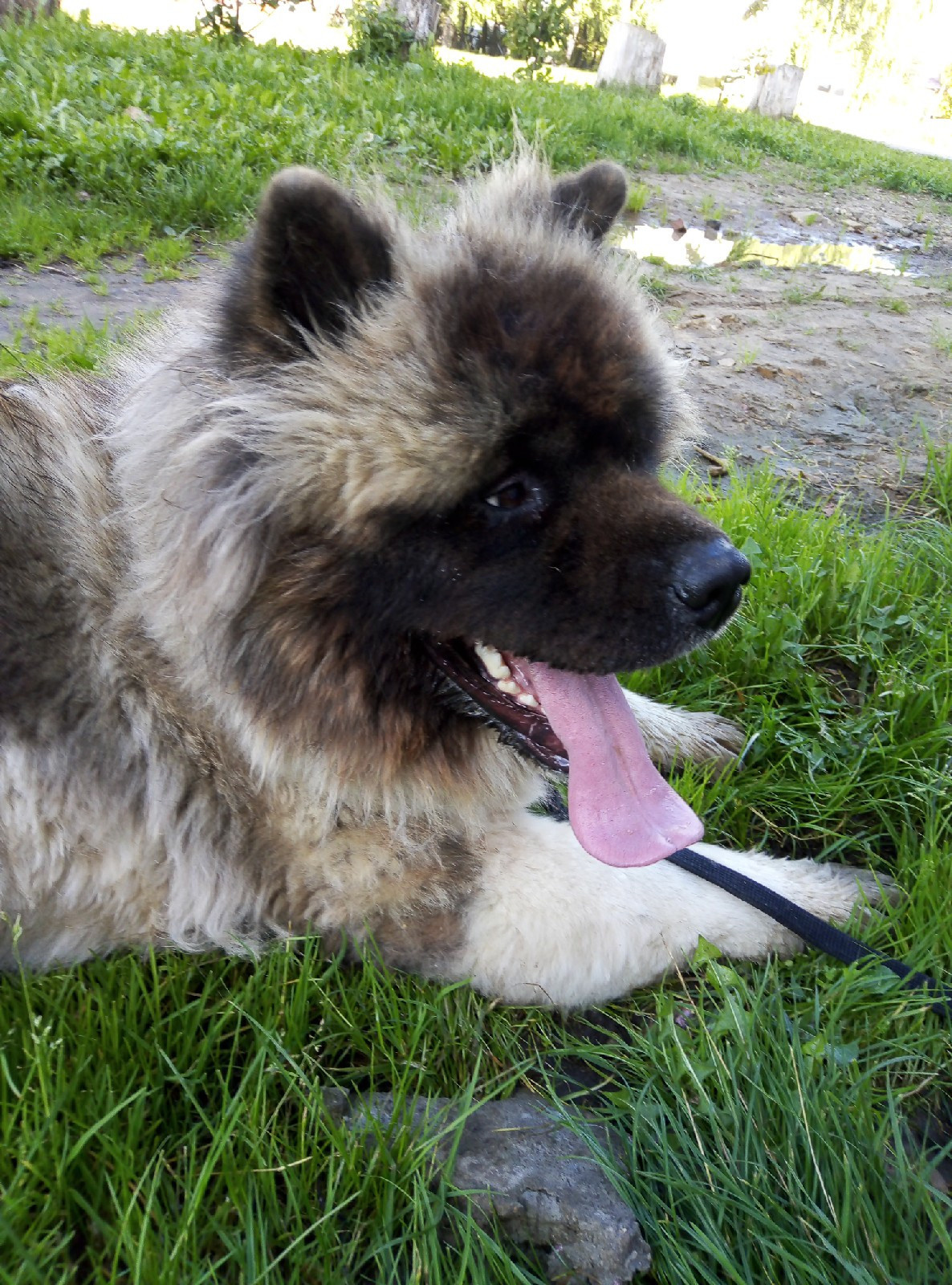 Американская акита питомник RUBYLIGHT. Американская акита I Сиба ину I Питомник RUBYLIGHT