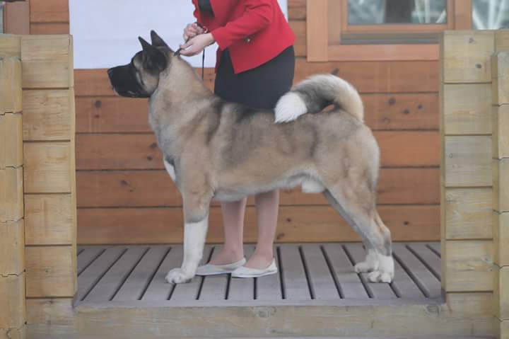 Американская акита питомник RUBYLIGHT. Американская акита I Сиба ину I Питомник RUBYLIGHT