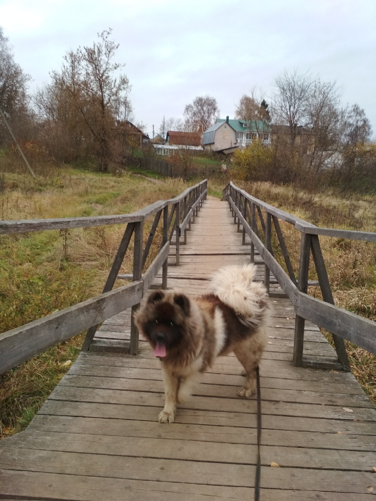 Американская акита питомник RUBYLIGHT. Американская акита I Сиба ину I Питомник RUBYLIGHT