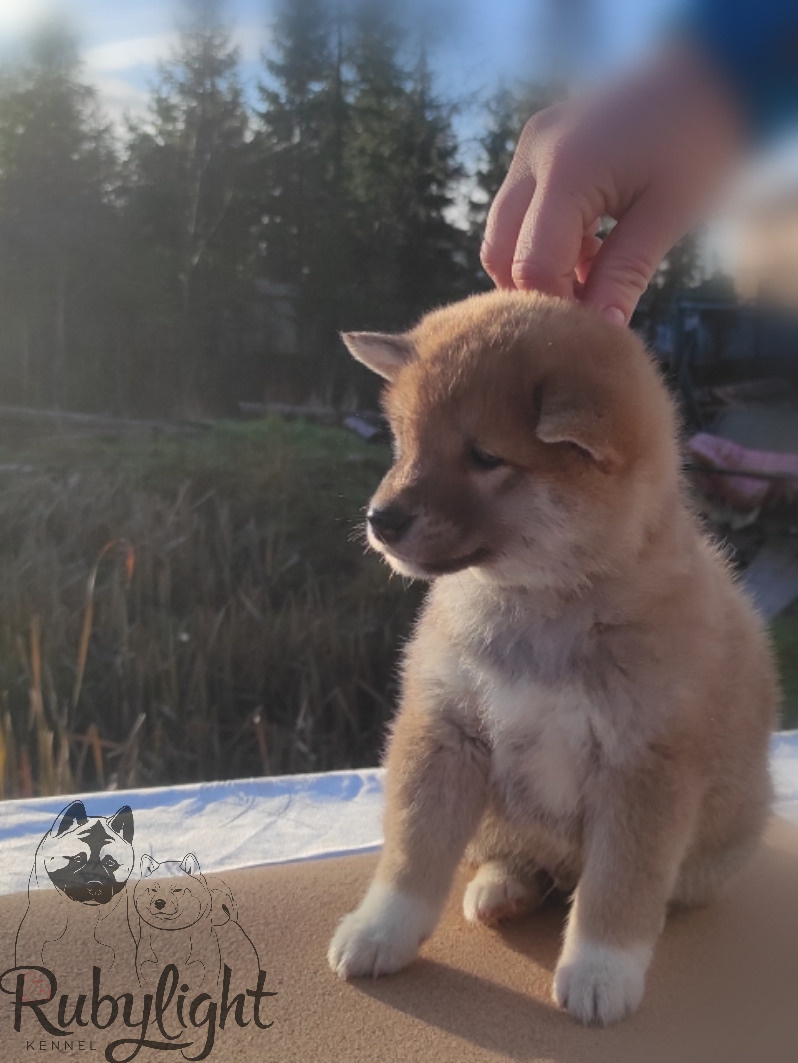 Щенки сиба-ину, шиба, Отец: SHIOMARU EVER DREAM Мать: TRIUMF SIBIRI AKIKO CHIKAKO, Санкт-Петербург, RUBYLIGHT kennel