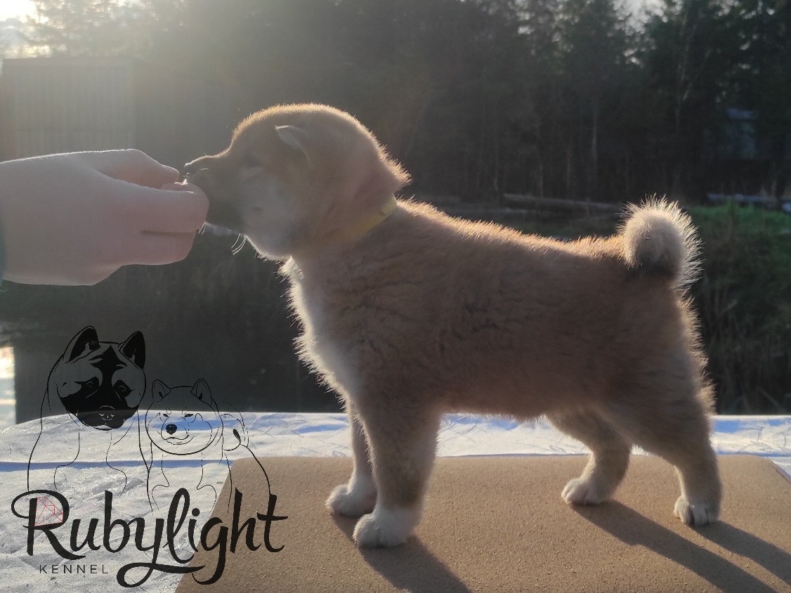 Щенки сиба-ину, шиба, Отец: SHIOMARU EVER DREAM Мать: TRIUMF SIBIRI AKIKO CHIKAKO, Санкт-Петербург, RUBYLIGHT kennel