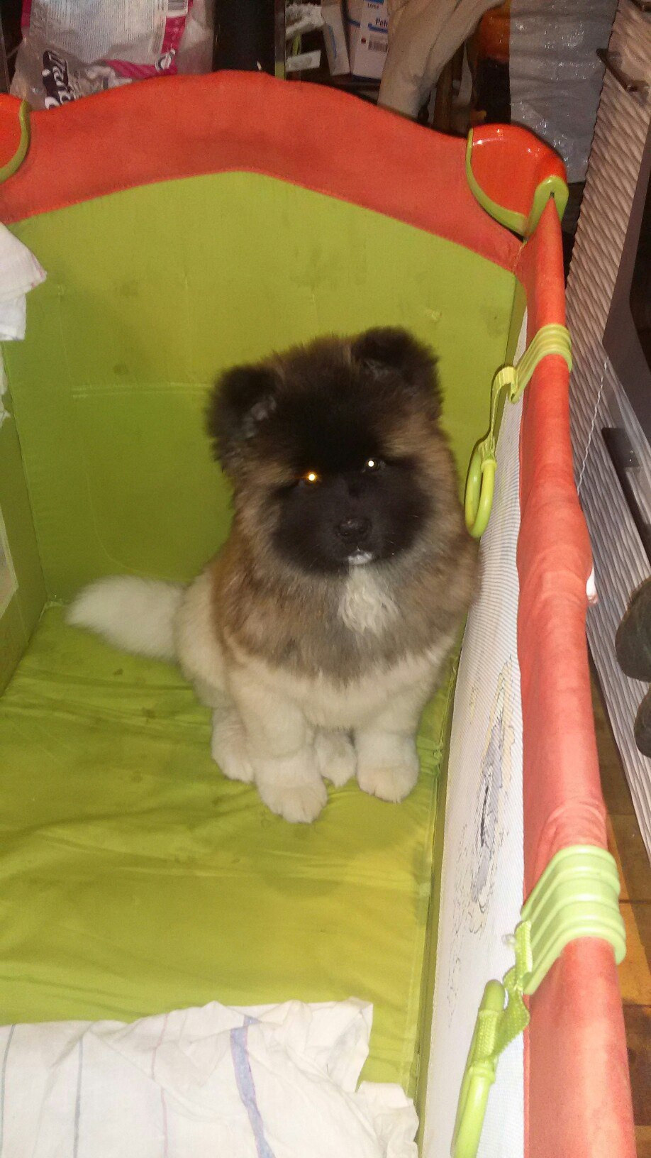 Американская акита питомник RUBYLIGHT. Американская акита I Сиба ину I Питомник RUBYLIGHT