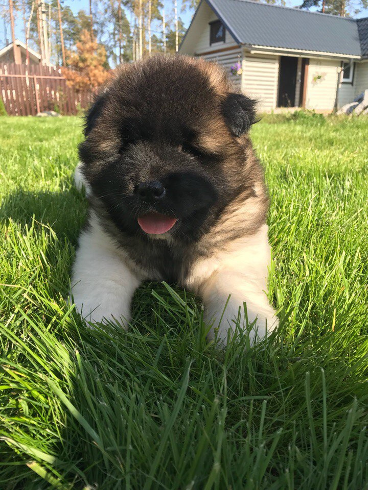 Американская акита питомник RUBYLIGHT. Американская акита I Сиба ину I Питомник RUBYLIGHT